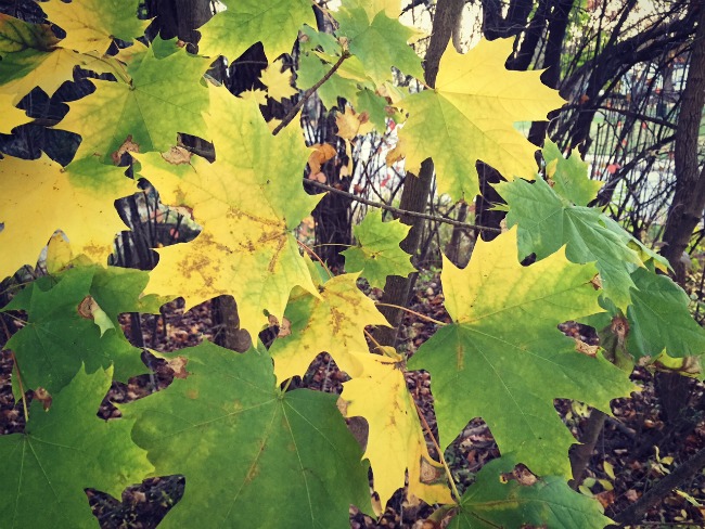 Fall leaf inspiration